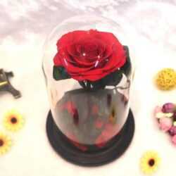 Вечна роза в стъкленица BEAUTY&THE BEAST RED, 27см - Image 3